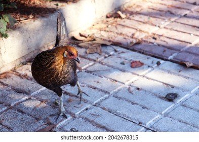 Learn about chicken road españa