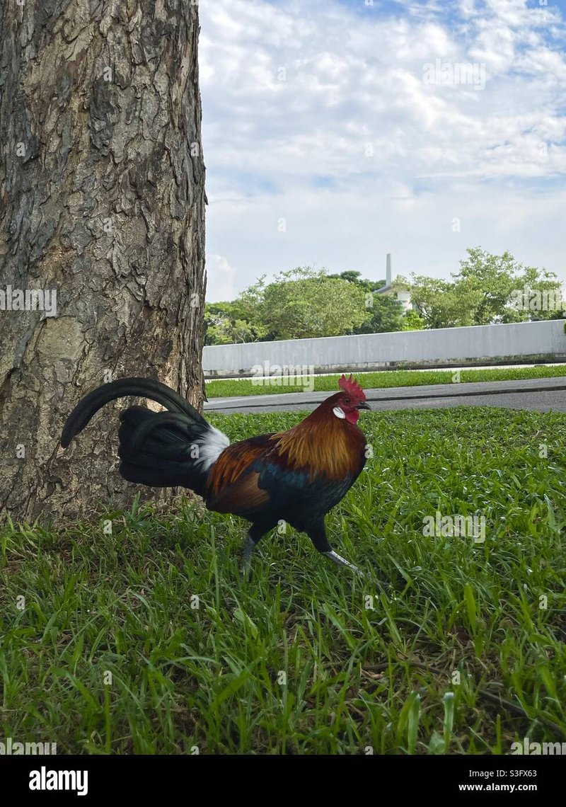 Descubre el Excitante Juego de Casino Chicken Road en España en Línea