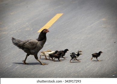 Explore chicken road gokspel